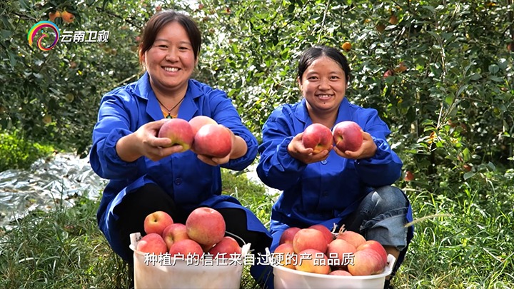 《云南卫视》播报：：云煤集团解化好肥助力“三农”生长，共绘墟落振兴“幸福；；怼