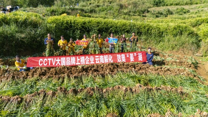 墨江象鼻村生姜大丰收！！！从莳植、、施肥到采摘，，云南解化全程“呵护”